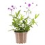 Verbena Santos Purple 2L Pot Perennial Alternative Image