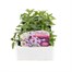 Verbena Waterfall Mix 6 Pack Boxed BeddingAlternative Image1