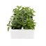Verbena Waterfall Mix 6 Pack Boxed BeddingAlternative Image2