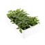 Verbena Waterfall Mix 6 Pack Boxed BeddingAlternative Image4