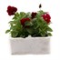 Viola F1 Angel Red 6 Pack Boxed Bedding Alternative Image