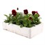 Viola F1 Angel Red 6 Pack Boxed Bedding Alternative Image