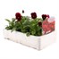 Viola F1 Angel Red 6 Pack Boxed Bedding Alternative Image