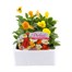 Viola F1 Citrus Mixed 6 Pack Boxed Bedding Alternative Image