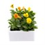 Viola F1 Citrus Mixed 6 Pack Boxed Bedding Alternative Image