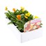 Viola F1 Citrus Mixed 6 Pack Boxed Bedding Alternative Image
