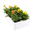 Viola F1 Citrus Mixed 6 Pack Boxed Bedding Alternative Image