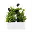Viola F1 Ebony & Ivory 6 Pack Boxed Bedding Alternative Image