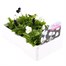 Viola F1 Ebony & Ivory 6 Pack Boxed Bedding Alternative Image