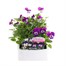Viola F1 Blackberry Cream 6 Pack Boxed Bedding Alternative Image