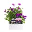 Viola F1 Blackberry Cream 6 Pack Boxed BeddingAlternative Image1