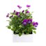 Viola F1 Blackberry Cream 6 Pack Boxed BeddingAlternative Image2