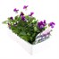 Viola F1 Blackberry Cream 6 Pack Boxed Bedding Alternative Image