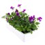 Viola F1 Blackberry Cream 6 Pack Boxed Bedding Alternative Image