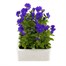 Viola F1 Blue 6 Pack Boxed BeddingAlternative Image2