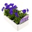 Viola F1 Blue 6 Pack Boxed BeddingAlternative Image3