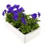 Viola F1 Blue 6 Pack Boxed BeddingAlternative Image4