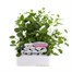 Viola F1 Coconut White Ice 6 Pack Boxed BeddingAlternative Image1
