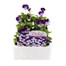 Viola F1 Denim 6 Pack Boxed Bedding Alternative Image