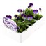 Viola F1 Denim 6 Pack Boxed Bedding Alternative Image