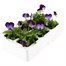 Viola F1 Denim 6 Pack Boxed Bedding Alternative Image