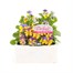Viola F1 Yellow Blue Wing 6 Pack Boxed Bedding Alternative Image