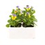 Viola F1 Yellow Blue Wing 6 Pack Boxed Bedding Alternative Image