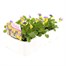 Viola F1 Yellow Blue Wing 6 Pack Boxed Bedding Alternative Image