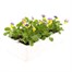 Viola F1 Yellow Blue Wing 6 Pack Boxed Bedding Alternative Image
