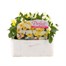 Viola F1 Lemon Chiffon 6 Pack Boxed Bedding Alternative Image
