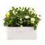 Viola F1 Lemon Chiffon 6 Pack Boxed Bedding Alternative Image