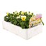 Viola F1 Lemon Chiffon 6 Pack Boxed Bedding Alternative Image