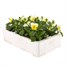 Viola F1 Lemon Chiffon 6 Pack Boxed Bedding Alternative Image