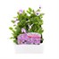 Viola F1 Lilac Ice 6 Pack Boxed Bedding Alternative Image