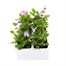 Viola F1 Lilac Ice 6 Pack Boxed Bedding Alternative Image