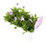 Viola F1 Lilac Ice 6 Pack Boxed Bedding Alternative Image