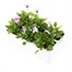 Viola F1 Lilac Ice 6 Pack Boxed Bedding Alternative Image