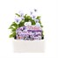 Viola F1 Marina 6 Pack Boxed BeddingAlternative Image1