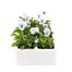 Viola F1 Marina 6 Pack Boxed BeddingAlternative Image2