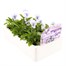 Viola F1 Marina 6 Pack Boxed BeddingAlternative Image3
