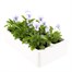 Viola F1 Marina 6 Pack Boxed BeddingAlternative Image4