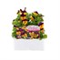 Viola F1 Orange Duet 6 Pack Boxed Bedding Alternative Image