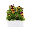 Viola F1 Orange Duet 6 Pack Boxed Bedding Alternative Image