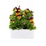 Viola F1 Orange Duet 6 Pack Boxed BeddingAlternative Image2