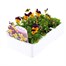 Viola F1 Orange Duet 6 Pack Boxed Bedding Alternative Image