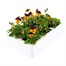 Viola F1 Orange Duet 6 Pack Boxed Bedding Alternative Image