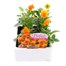 Viola F1 Penny Orange 6 Pack Boxed Bedding Alternative Image