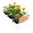 Viola F1 Penny Orange 6 Pack Boxed Bedding Alternative Image