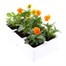 Viola F1 Penny Orange 6 Pack Boxed BeddingAlternative Image4