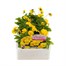 Viola F1 Penny Yellow 6 Pack Boxed BeddingAlternative Image1